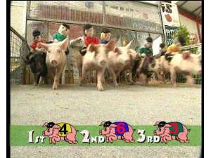 Pig Racing Race Nite - And A Fund Raising Race Begins!